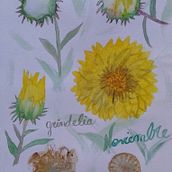 Flora de la estepa patagónica y mi jardín. Botanical Illustration project by gisella suárez - 11.15.2020