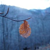 Tardor. Digital Photograph project by Shirly Nowak - 11.15.2020