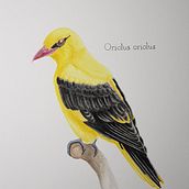 My project in Naturalist Bird Illustration with Watercolors course. Un proyecto de Dibujo realista y Pintura a la acuarela de Franziska - 16.11.2020