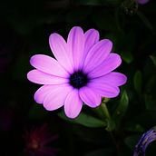 Mi Proyecto del curso: Introducción a la fotografía digital. Un projet de Photographie de Fabrizio Iesu - 16.11.2020