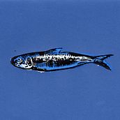 Fishes. Children's Illustration, Fine Arts, and Printing project by Cam - 11.19.2020