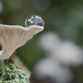 Mi Proyecto del curso: Introducción a la fotografía macro . % Calamar Cuchara tarafından hazırlanan Fotoğrafçılık projesi - 11.20.2020