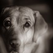 Fotografía lifestyle de perros. Lifest, and le Photograph project by Oscar Espinal - 11.22.2020