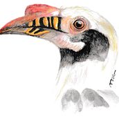 My project in Naturalist Bird Illustration with Watercolors course. Een project van Aquarelschilderen van Abi Angelia - 04.02.2021