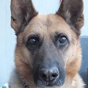 Fotografia de mascotas . % Paula Beatriz Villagran Bustamante tarafından hazırlanan Fotoğrafçılık projesi - 11.25.2020