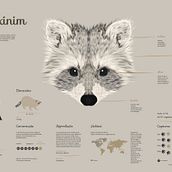 Infografia Guaxinim. Design, Graphic Design, Traditional illustration, Infographics, and Vector Illustration project by Luísa Rocha - 11.26.2020