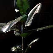 Leuchtblumen. Photograph, Photomontage, and Photo Retouching project by kokoroko_ - 11.26.2020