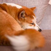 Mi Proyecto del curso: Fotografía lifestyle de perros Ein Projekt aus dem Bereich Fotografie, Porträtfotografie, Artistische Fotografie und Fotografie für Instagram von Luiso Ortega - 07.12.2020