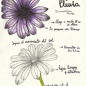 Mi Proyecto del curso: Cuaderno botánico en acuarela. Botanical Illustration project by Madison Soto - 12.08.2020