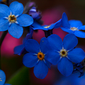 Fotografía macro. Projekt z dziedziny Fotografia użytkownika Mariana Graziano - 27.11.2020
