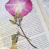 Flores Prensadas . Desain, Fotografi Instagram, Kreativitas, DIY, Dan Fotografi Seluler proyek oleh Aleksandra Nikiforova - 11.28.2020