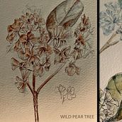 My projects in Botanical Watercolor Sketchbook course. Botanical Illustration, Ink Illustration, and Sketchbook project by vivian - 11.28.2020