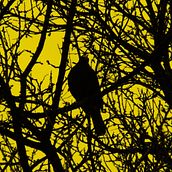 Bird in the City - Photography. Fine-Art Photograph, Outdoor Photograph, and Photograph project by Sambotin Georgiana - 06.19.2015