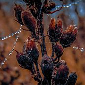 Dead flowers and Pearls - Album Art. Fine-Art Photograph, Outdoor Photograph, and Photograph project by Sambotin Georgiana - 11.28.2015