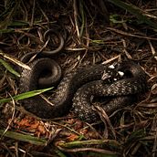 Grass Snake - Photography. Digital Photograph, Fine-Art Photograph, Outdoor Photograph, and Photograph project by Sambotin Georgiana - 06.18.2015