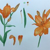 My project in Botanical Illustration with Watercolors course. Un proyecto de Ilustración botánica y Pintura a la acuarela de agata_da - 29.11.2020