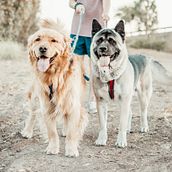 Mi Proyecto del curso: Fotografía lifestyle de perros. Un projet de Photographie, Photographie extérieure , et Photographie pour Instagram de Scarlett Butler - 01.02.2021