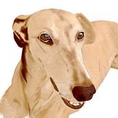 Retrato Animal IRIS. Digital Drawing project by Gosseta Art - 11.30.2020