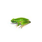 Rana de árbol vientre amarilla. Un progetto di Illustrazione tradizionale di César Camilo Julián Caballero - 01.12.2020