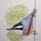 Red-breasted Nuthatch. Un proyecto de Pintura a la acuarela de Kathy Mock - 22.10.2020