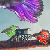 casa de sereia . % Veronica Andrade tarafından hazırlanan Fotomontaj projesi - 12.04.2020