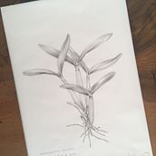 Orquídeas Nativas de Soure. Drawing, Pencil Drawing, Traditional illustration, and Botanical Illustration project by Camila Honda - 12.05.2020