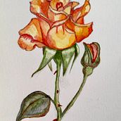 My project in Botanical Illustration with Watercolors course. Watercolor Painting project by peachykeen111 - 12.05.2020