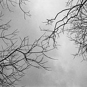 Skogen. Un progetto di Fotografia analogica di C. Mario del Río - 05.12.2020