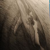 My last drawing (of a humpback whale). Desenho a lápis projeto de Daniela Freitas - 15.11.2020