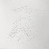 My project in Artistic Watercolor Techniques for Illustrating Birds course. Traditional illustration project by Alan Skyrme - 12.09.2020