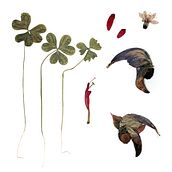 Sítio 032020. Colagem projeto de Frances Sansão - 15.06.2020