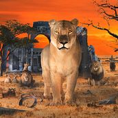 The Lioness Queen - Meu projeto do curso: Segredos da fotomontagem e do retoque criativo. Composição fotográfica, Concept Art, Fotografia digital, e Pós-produção fotográfica projeto de Drielle Fulco - 16.12.2020