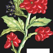 My project in Botanical Illustration with Watercolors course. Projekt z dziedziny  R, sunek art, st i czn użytkownika Ciriperu Ana-Maria - 11.12.2020