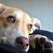 Mi Proyecto del curso: Fotografía lifestyle de perros LAURA JUAREZ 2020 Ein Projekt aus dem Bereich Fotografie, Lifest und le-Fotografie von Laura Juárez - 11.12.2020