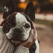 fotografo de perros Ein Projekt aus dem Bereich Artistische Fotografie, Digitalfotografie, Dokumentarfotografie, Lifest, le-Fotografie und Fotografie für Instagram von palonso - 13.12.2020