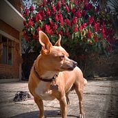 Mi Proyecto del curso: Fotografía lifestyle de perros - Los Tuntunes. Photograph project by Michael Ramos-Araizaga - 12.13.2020