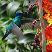 AVES DE COLOMBIA . Instagram Fotografie de fredyhnm - 12.17.2020