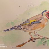 Mi Proyecto del curso: Acuarela artística para ilustración de aves. Fine Arts project by Susana Pérez Fornell - 12.17.2020