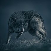 Iberian Wolf Ein Projekt aus dem Bereich Porträtfotografie von Roger Martínez Molina - 19.12.2020