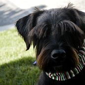 Mi Proyecto del curso: Fotografía lifestyle de perros. Un proyecto de Fotografía Lifest y le de Andrea Juliana Tijo Garnica - 22.12.2020