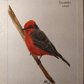 Pyrocephalus Rubinus. Traditional illustration project by Ana Carolina Bof - 08.20.2020