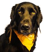 Mi Proyecto del curso: Introducción a la fotografía de perros. Portrait Photograph project by Marina Tremps - 01.30.2021