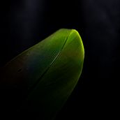 Natureza em Luto!. Un proyecto de Fotografía, Fotografía digital y Fotografía artística de Aline Morais - 24.12.2020
