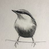 My project in Artistic Watercolor Techniques for Illustrating Birds course. Een project van Industrieel ontwerp van Veronique Simard - 24.12.2020