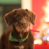 Mi Proyecto del curso: Fotografía lifestyle de perros. Un projet de Photographie lifest , et le de Julio Cesar - 24.12.2020