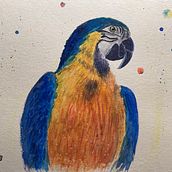 My project in Artistic Watercolor Techniques for Illustrating Birds course . % Maewee tarafından hazırlanan Sulubo, Ve a Resim projesi - 12.25.2020