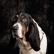 Mi Proyecto del curso: Introducción a la fotografía de perros. Photograph project by Aldo Max Garcia - 12.26.2020