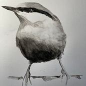My project in Artistic Watercolor Techniques for Illustrating Birds course. Watercolor Painting project by smisaphoto - 12.28.2020