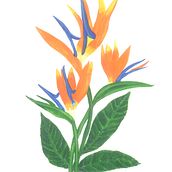 Birds of Paradise-2.  project by Vivek Ananthasubramanian - 12.28.2020