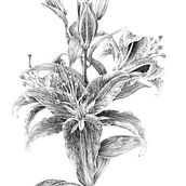 Deathlily. Een project van Tekening met potlood y  Botanische illustratie van Beate Kausch - 16.03.2020